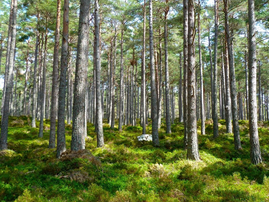 forest, trees, nature, woods, greenery, foliage, woodland, ecology, environment, flora, wilderness, undergrowth, forest, forest, forest, forest, forest, environment-272595.jpg